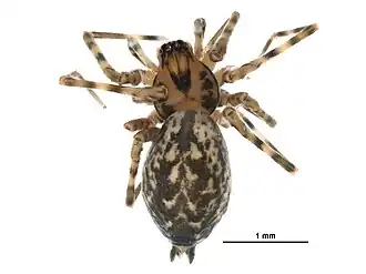 Description de l'image Calymmaria emertoni.jpg.