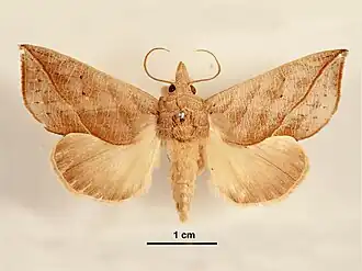 Calyptra minuticornis(Calpinae, Calpini)