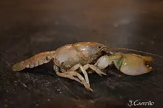 Parastacus pugnax
