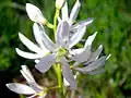 Variété blanche.