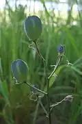 Fruits.