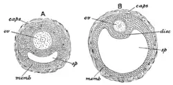 Follicule de De Graaf