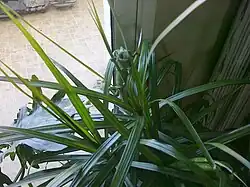 Caméléon du Maroc