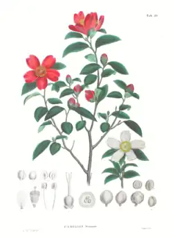 Illustration botanique