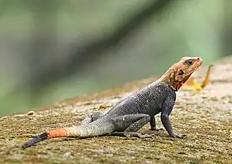 Description de l'image Cameroonlizard.jpg.