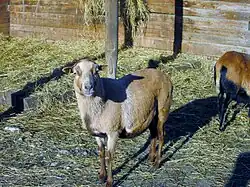 Mouton du Cameroun