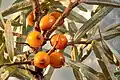 Argousier(Elaeagnaceae)