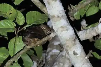 Description de l'image Camiguin Hawk-owl.jpg.