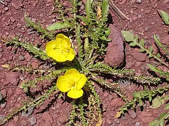 Description de l'image Camissoniatanacetifolia.jpg.
