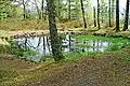 Camp celtique de La Bure, Saint-Dié-des Vosges. Bassin des Dianes.