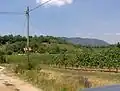 Vignobles à Valverde.