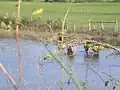 Campagne autour de Golegã