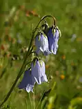 Campanule barbue, en Suisse.