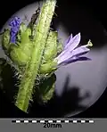 Tige et fleur.