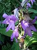 Campanule à larges feuilles (Campanula latifolia).