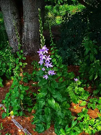 Description de l'image Campanula pyramidalis 001.jpg.