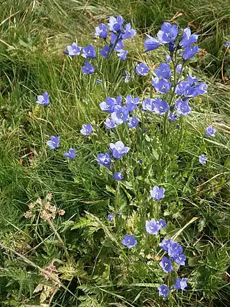 Description de l'image Campanula rhomboidalis 01.JPG.