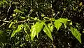 Fruits immatures de Campomanesia aromatica.