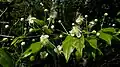 Rameau fleuri de Campomanesia aromatica.