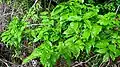 Rameau feuillé de Campomanesia aromatica.