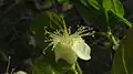 Fleur de Campomanesia aromatica.