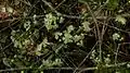 Jeunes feuilles et fleurs de Campomanesia aromatica.