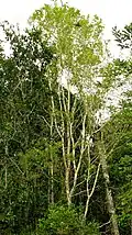 Pied de Campomanesia aromatica dans l'État de Bahia (Brésil).