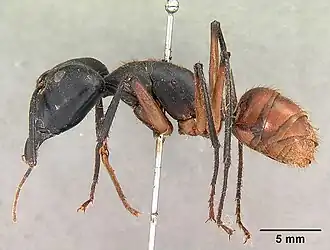 Description de cette image, également commentée ci-après