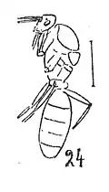 Mâle Förster 1937 N. Théobald éch R965 p. 218 Pl. XV Hyménoptères du Sannoisien de Kleinkembs.