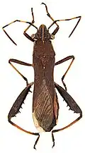 Alydinae : Camptotus lateralis, Zoologischen Staatssammlung Münich