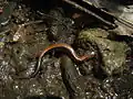 Salamandre cendrée, boisés de l'université.
