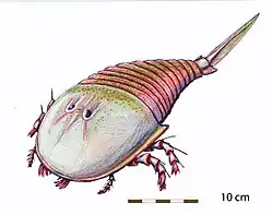 Campylocephalus permianus (Hibbertopteridae)