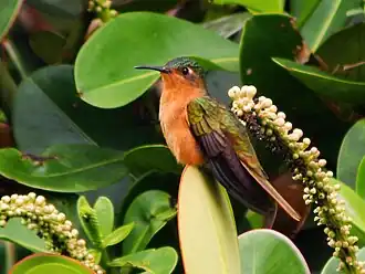 Description de l'image Campylopterus hyperythrus - Rufous-breasted Sabrewing.jpg.