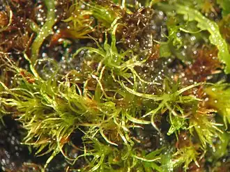 Description de l'image Campylopus pyriformis.jpeg.