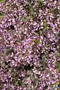 Floraison.