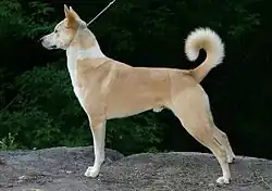 Chien de Canaan.