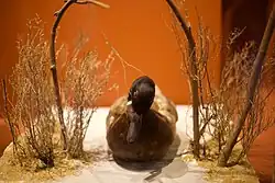 Canard piègé