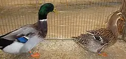 Couple de canards de Rouen français