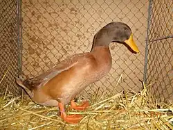 Canard Orpington