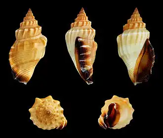 Canarium erythrinum