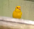 Canari