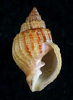 Cancellaria albida