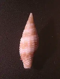 Neocancilla armonica