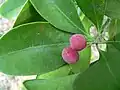 Fruits