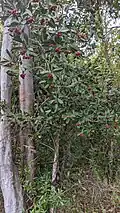 Arbre et fruits