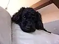 Caniche Noir.