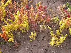 Canihua (chénopode proche du quinoa) à 3900 m d'altitude, Pérou