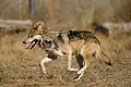 Loup du Mexique