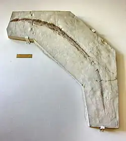 Fossile.