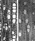 Coupe microscopique de C. sativa (à gauche) et C. indica (à droite).